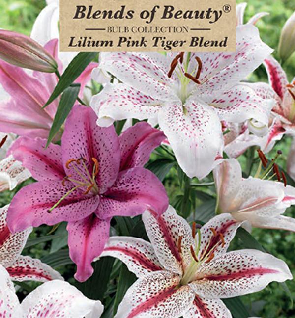 LILY EASY BLEND