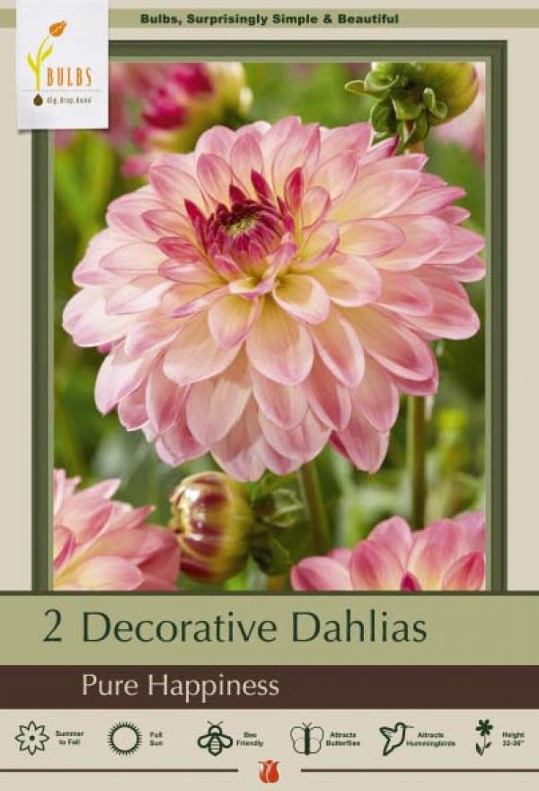 DAHLIA AMERICAN SUN