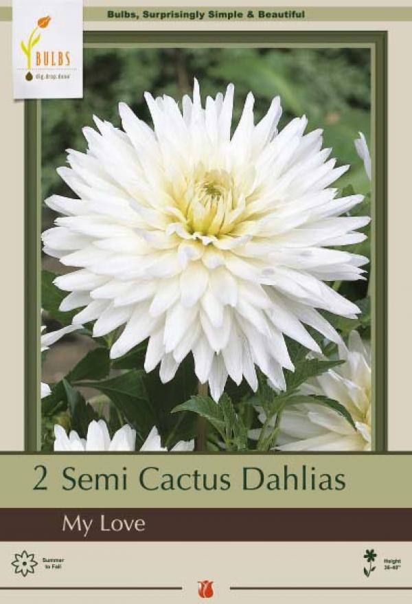 DAHLIA MY LOVE