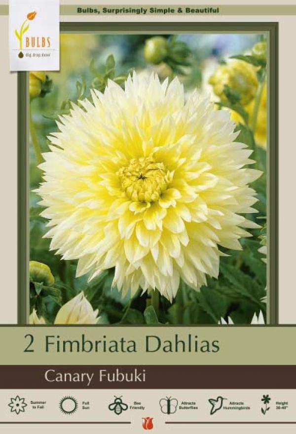 DAHLIA CANARY FUBUKI