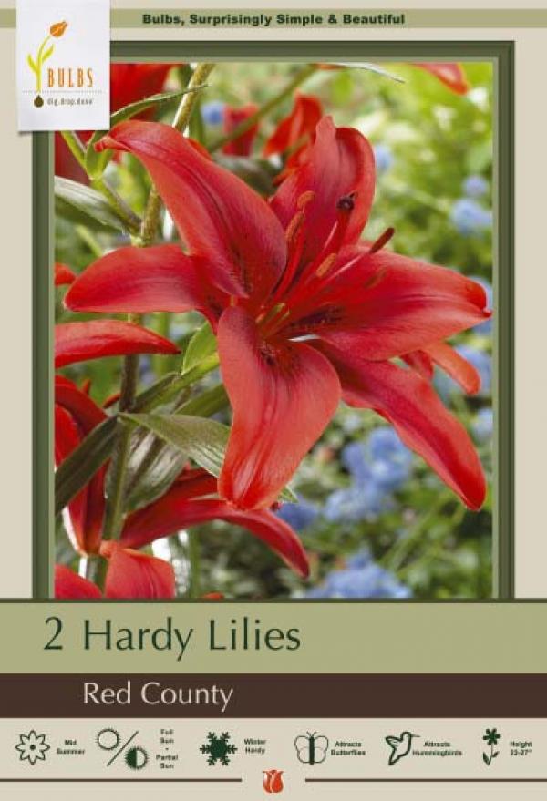 LILY ASIATIC RED COUNTY