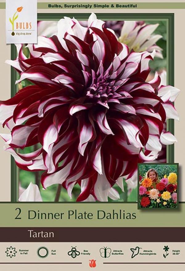DAHLIA TARTAN