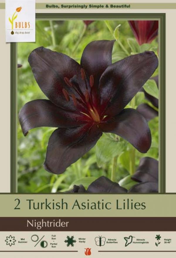 LILY ASIATIC NIGHTRIDER