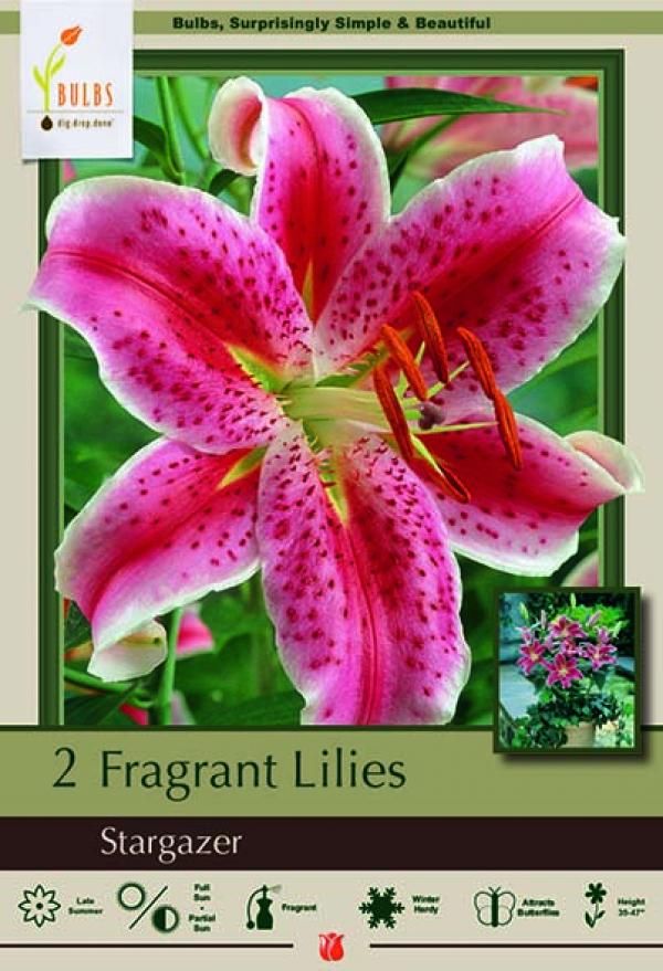 LILY STARGAZER