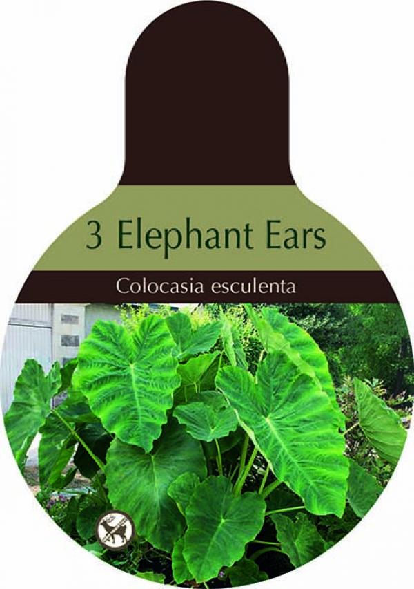 COLOCASIA 9/11 IN NETLON BAG