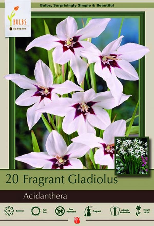 ACIDANTHERA MURIELAE