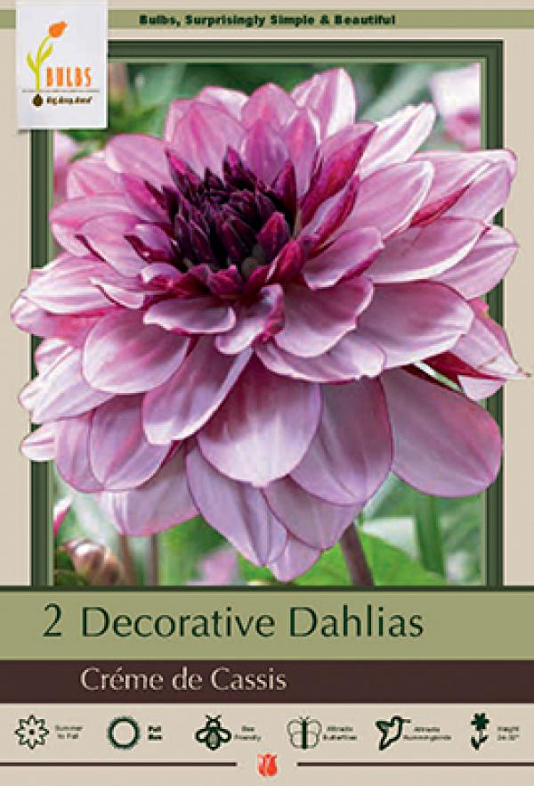 DAHLIA CREME DE CASSIS