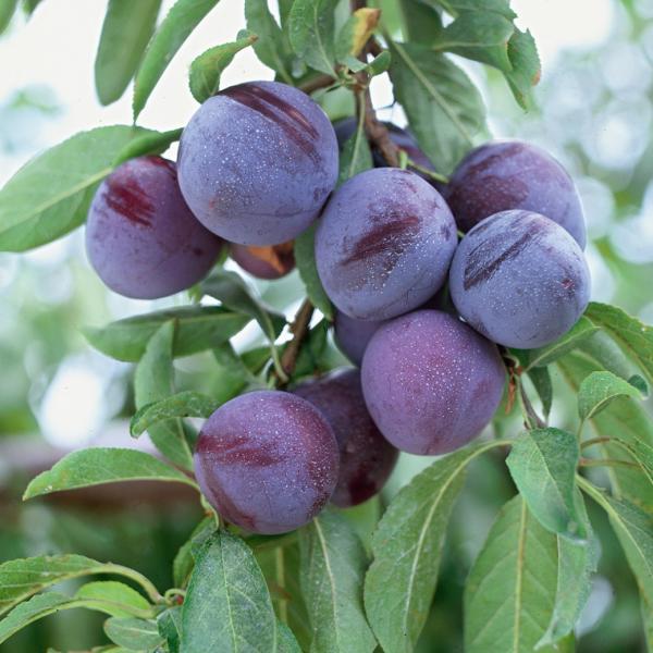 PLUM 'METHLEY' 7G SEMIDWARF