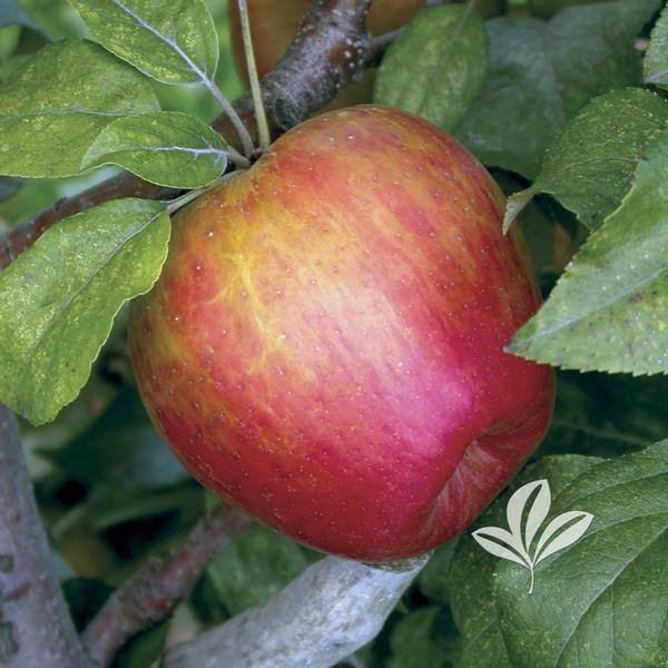 APPLE 'HONEYCRISP' 15G SEMIDWF