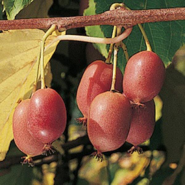 KIWI 'ACTINIDIA HARDY RED' 2G