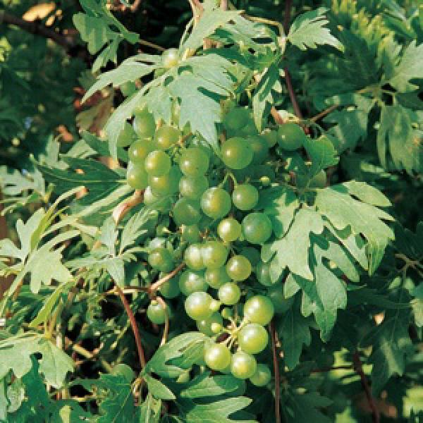 GRAPE 'CATAWBA RED' 2G