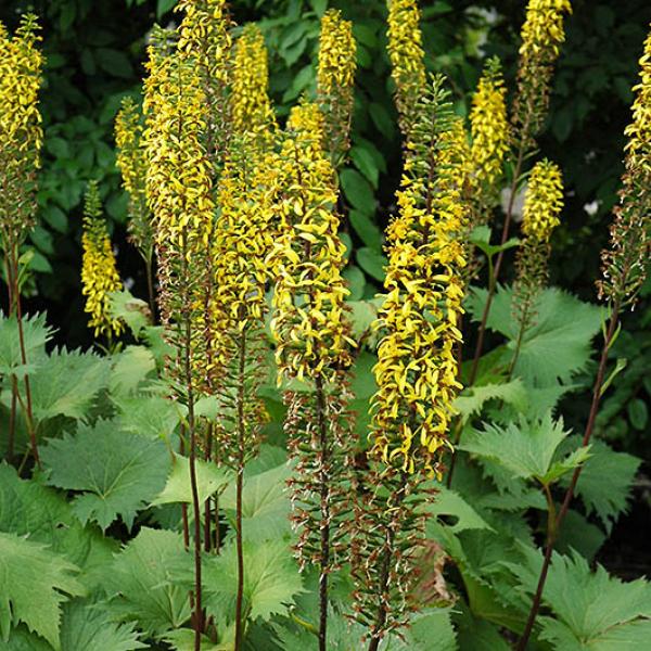 LIGULARIA 'THE ROCKET' 1G