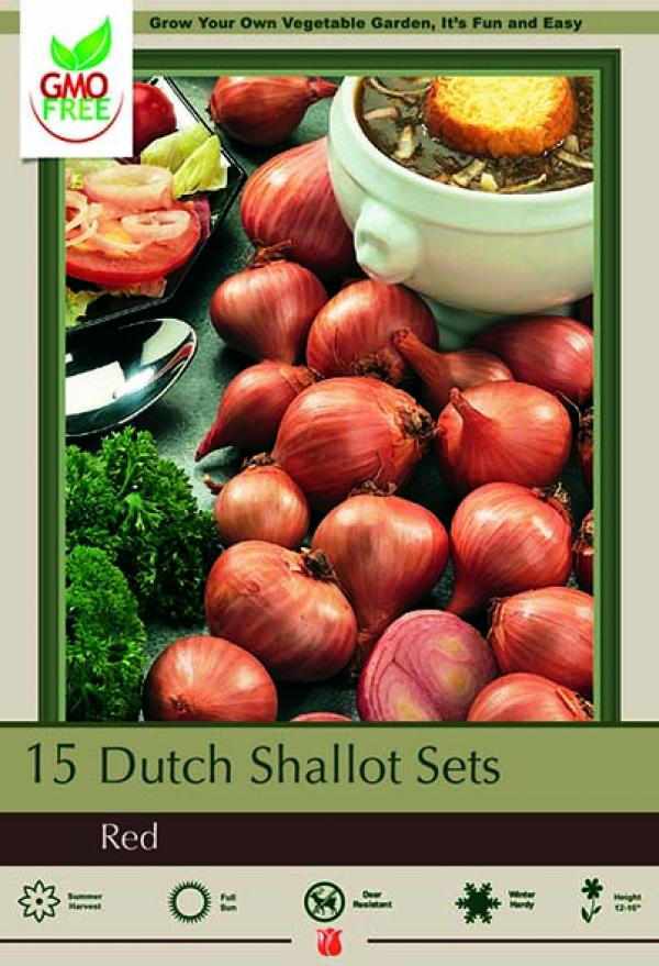 SHALLOT RED