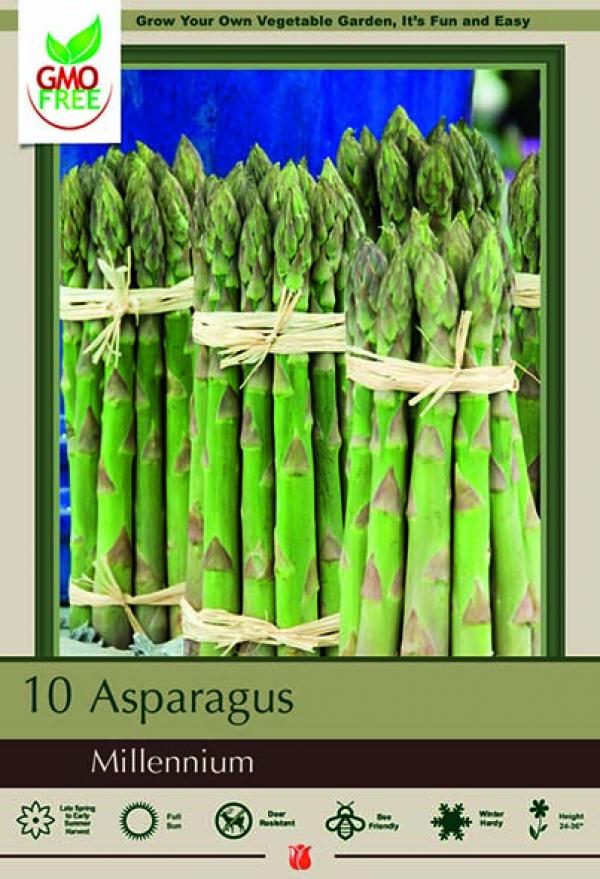 ASPARAGUS MILLENIUM