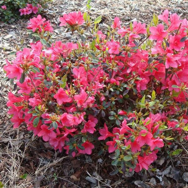 AZALEA AUTUMN 'MOONSTRUCK' 3G