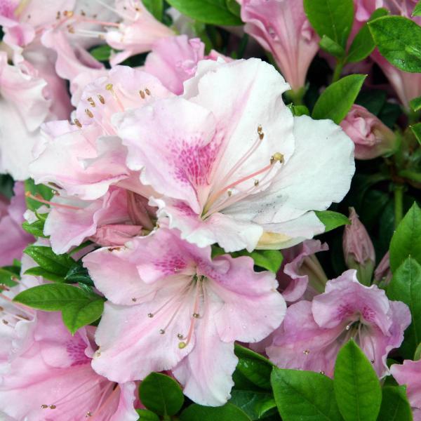 AZALEA AUTUMN SWEETHEART 3G