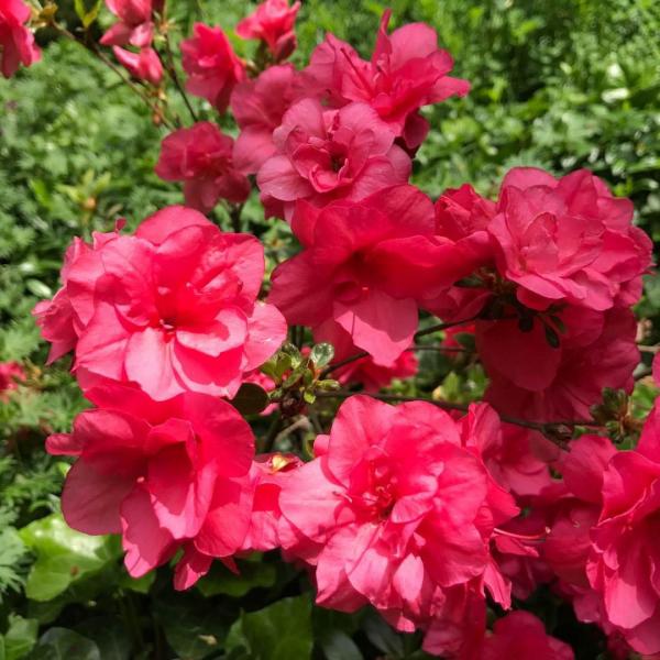 AZALEA GIRARD'S CHRISTINA 3G