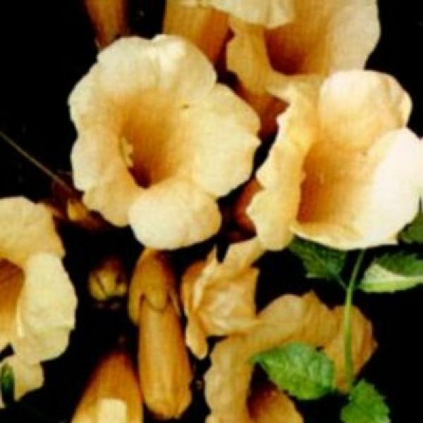 CAMPSIS 'SUMMER JAZZ GOLD' 3G