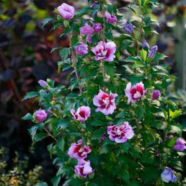 HYDRANGEA PAN 'FIRELIGHT TIDBIT'