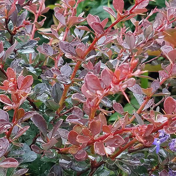 HYDRANGEA PAN 'SWEET STARLIGHT'