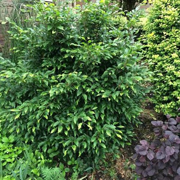 BETULA NIGRA 'DURA HEAT' 20G