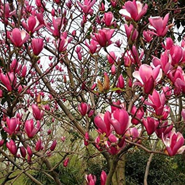 PRUNUS X 'WEEPING EXTRAORDNAIRE'