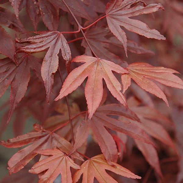 ACER P 'FIREGLOW' 10G