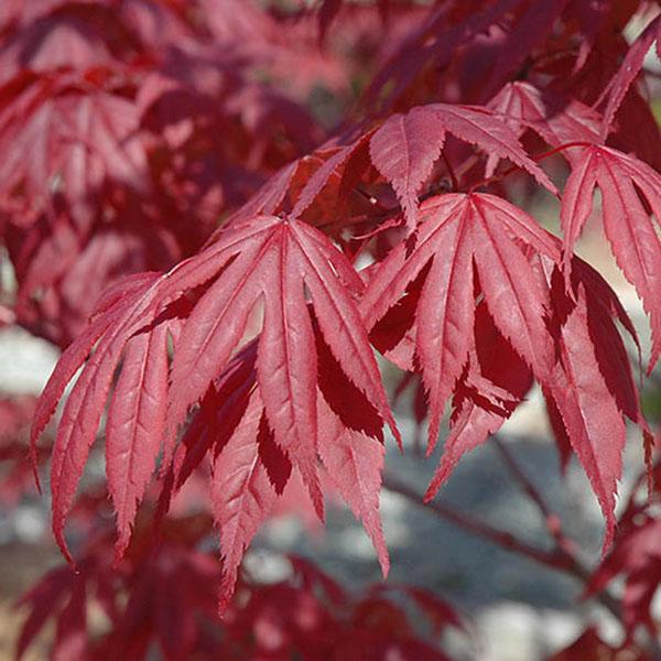 ACER P 'BENI MAIKO' 2G