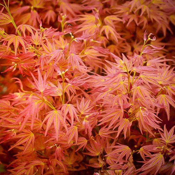 ACER P 'BONFIRE' 7G