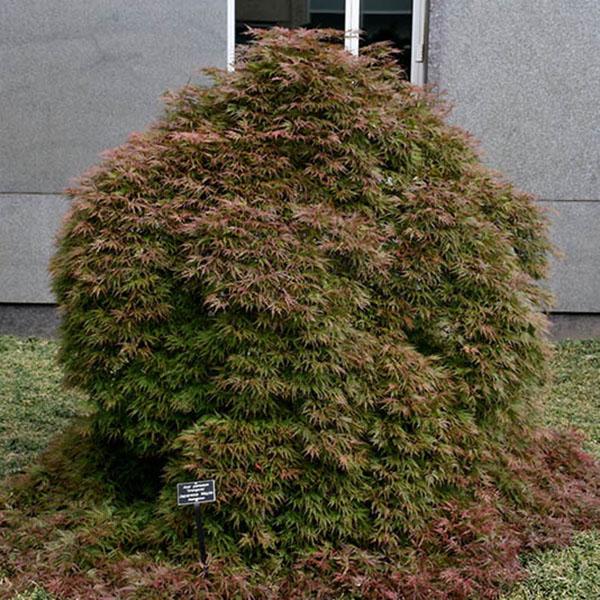 ACER PD 'INABA SHIDARE' 35G
