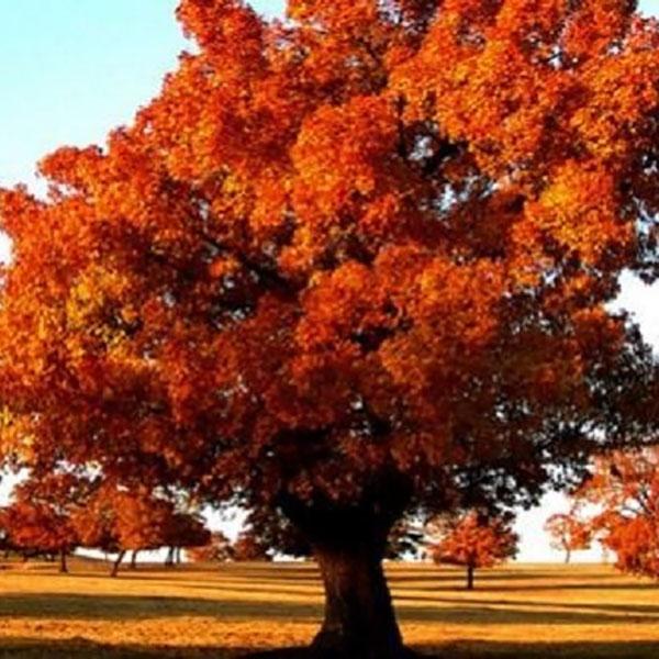 ACER PD 'VIRIDIS' 3G STD