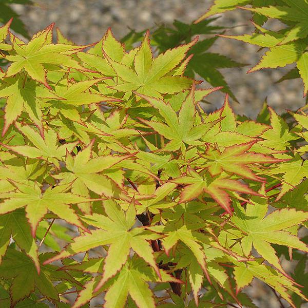 ACER P 'SANGO KAKU' 15G