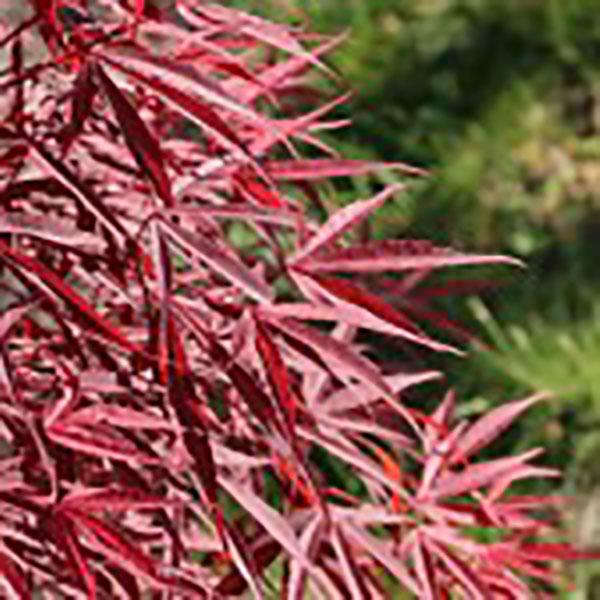 ACER P 'RED SPIDER' 6G