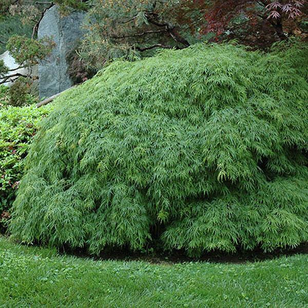 ACER PD 'VIRIDIS' 6G