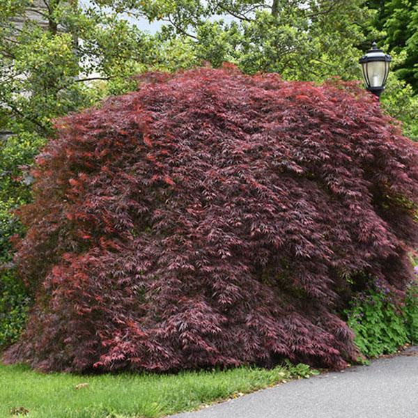 ACER PD 'TAMUKEYAMA' 3-4'