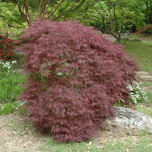 ACER PD 'TAMUKEYAMA' 25G