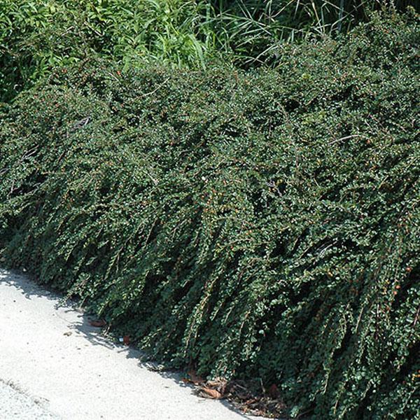 COTONEASTER APIC 'TOM THUMB' 2G