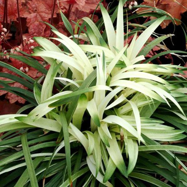 LIRIOPE M 'VARI' 4'' FLAT/18 CNT
