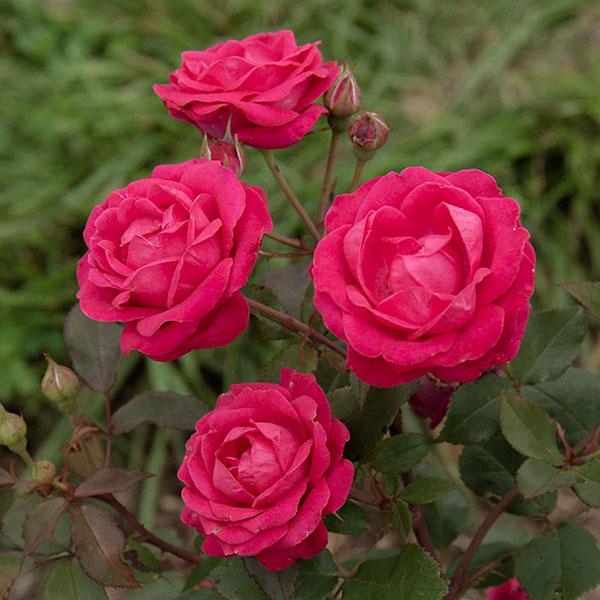 ROSA 'SWEET SPIRIT' 3G