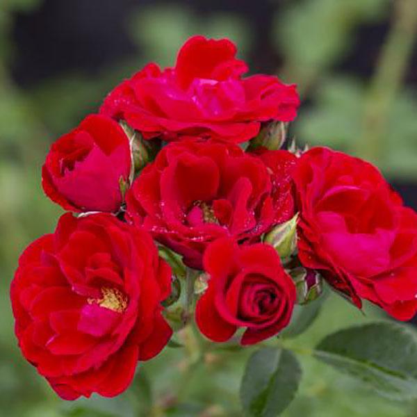 ROSA 'DON JUAN' 7G TRELLIS