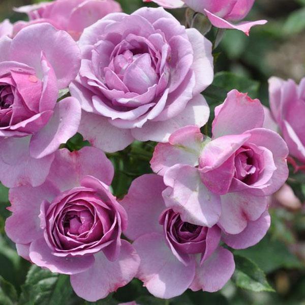 ROSA 'LAVENDER VERANDA' 3G