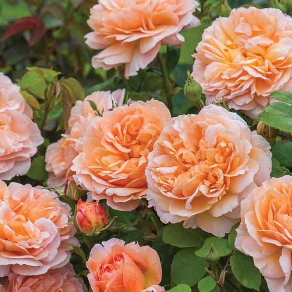 ROSA 'THE LADY GARDENER '