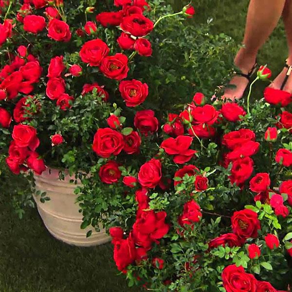 ROSA 'VOODOO' 3G
