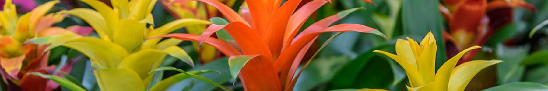 Bromeliads