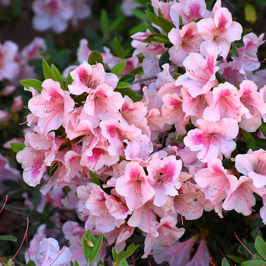 Azaleas