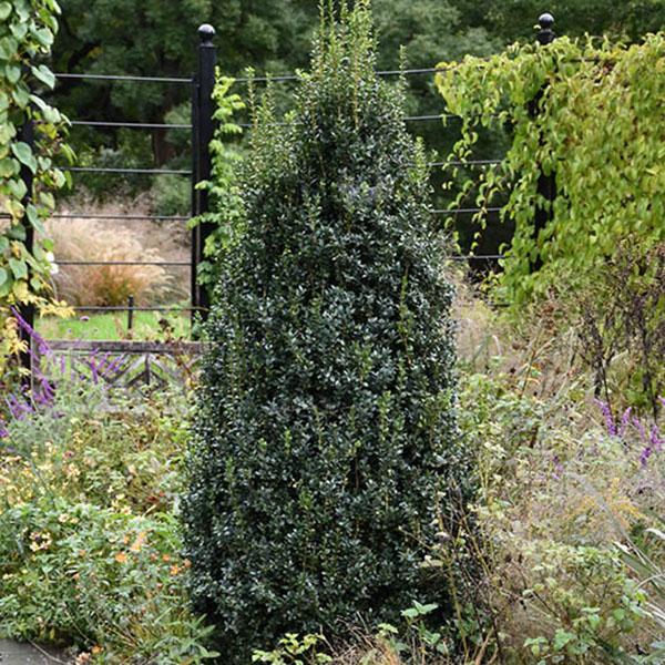 PIERIS JAP 'PASSION FROST' 5G