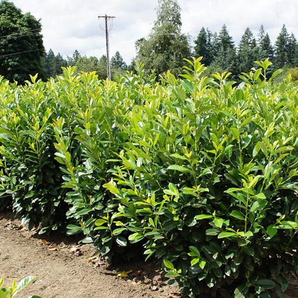 PRUNUS L 'GREEN GOBLET' 6G