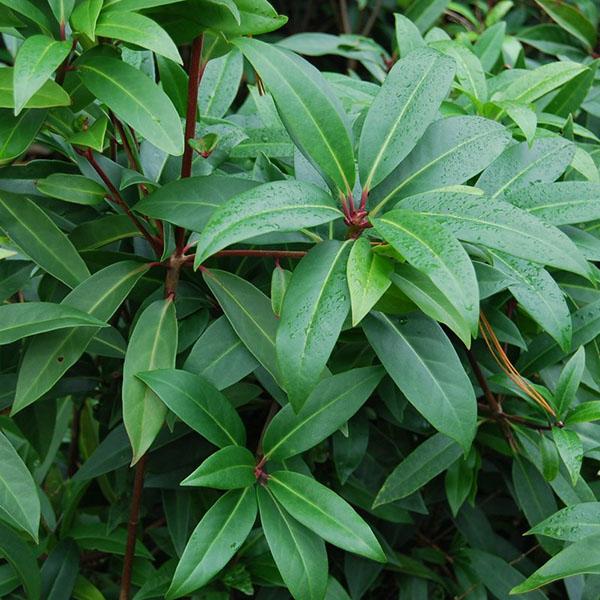 ILLICIUM X 'HALEY'S COMET'3G