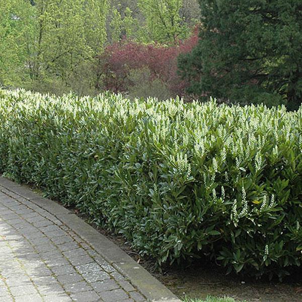 PRUNUS L 'SCHIPKAENSIS' 7G