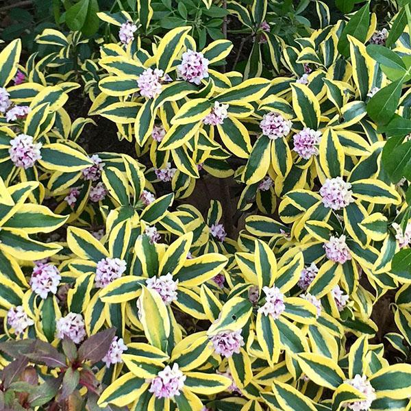 DAPHNE 'PERFUME PRINCESS BLUSH'